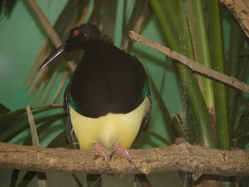 十二线极乐鸟(Seleucidis melanoleucus)