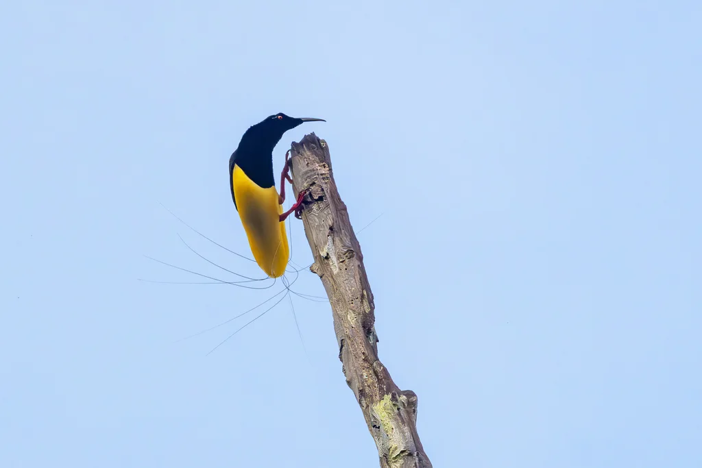 十二线极乐鸟(Seleucidis melanoleucus)