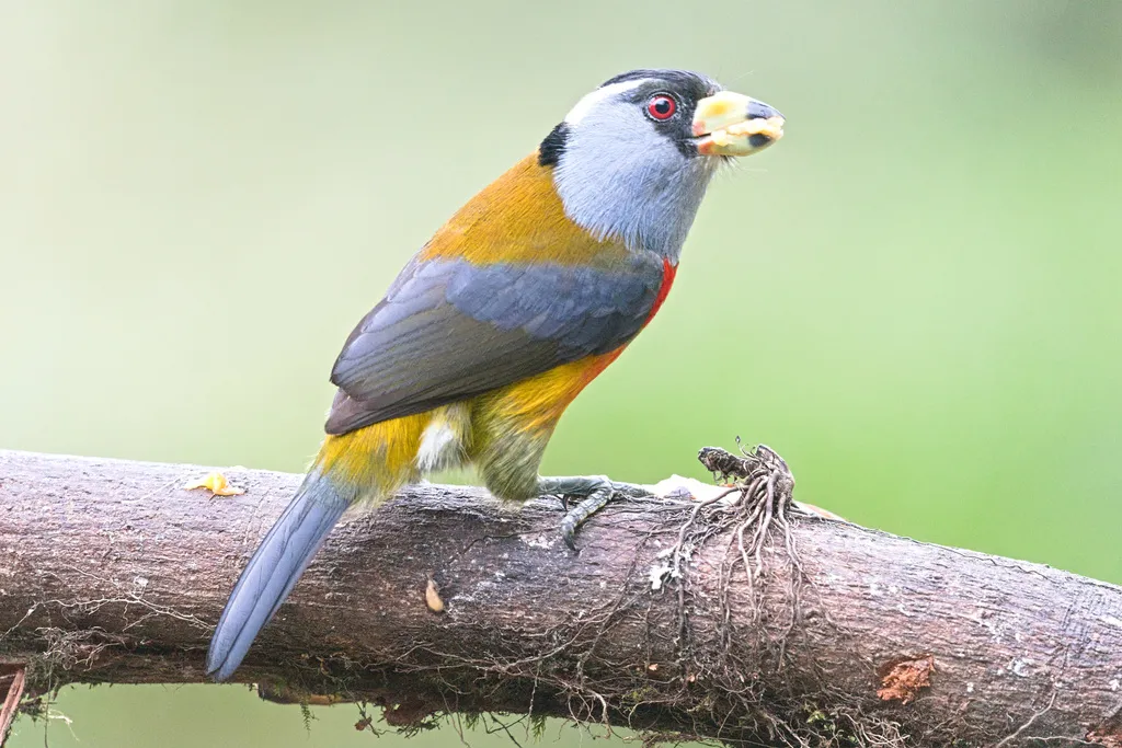 巨嘴拟啄木鸟（Semnornis ramphastinus）