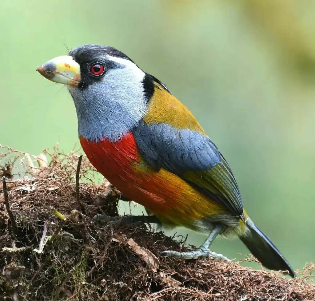 巨嘴拟啄木鸟（Semnornis ramphastinus）
