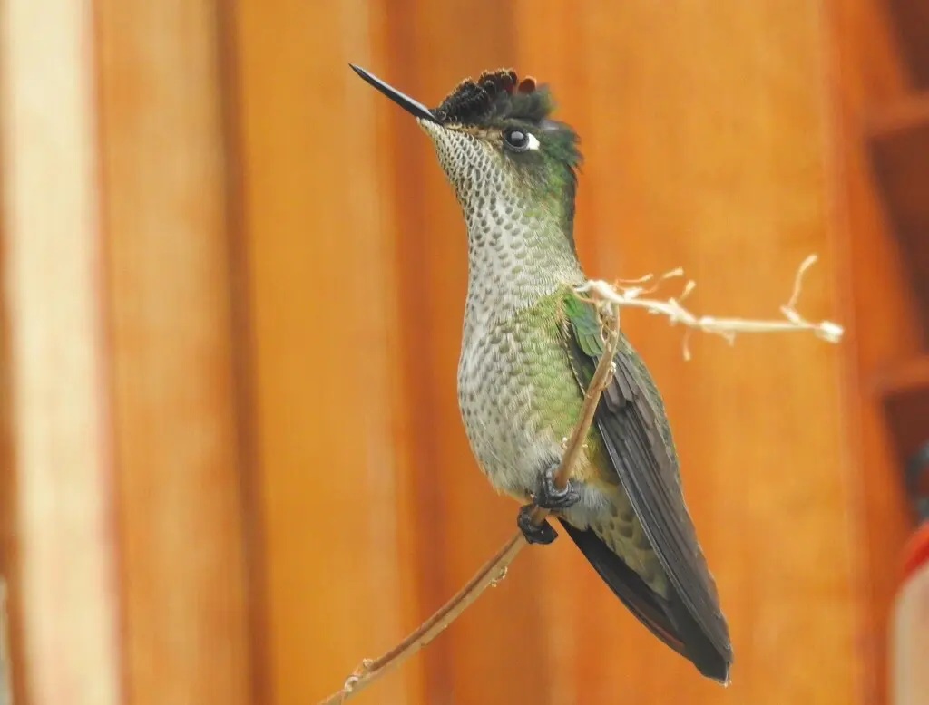绿背火冠蜂鸟(Sephanoides sephaniodes)