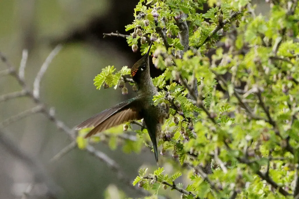 绿背火冠蜂鸟(Sephanoides sephaniodes)