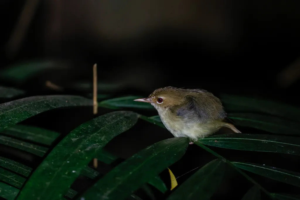小丝刺莺(Sericornis beccarii)