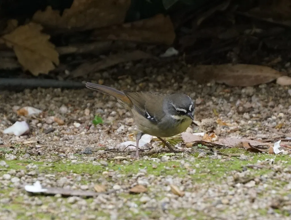 白眉丝刺莺(Sericornis frontalis)