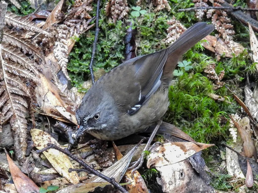 褐色丝刺莺(Sericornis humilis)