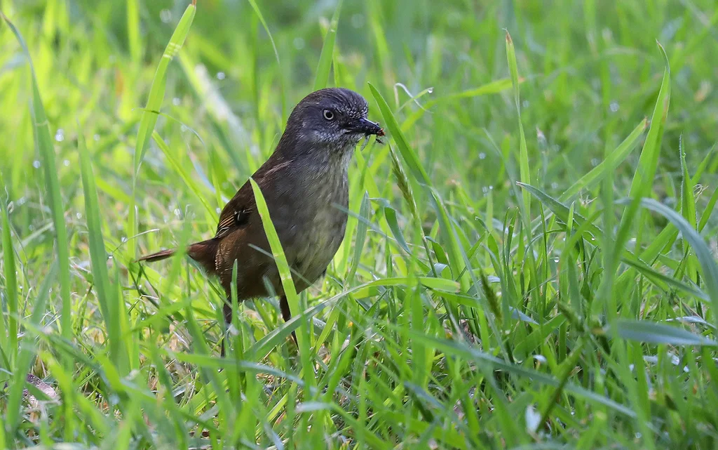 褐色丝刺莺(Sericornis humilis)