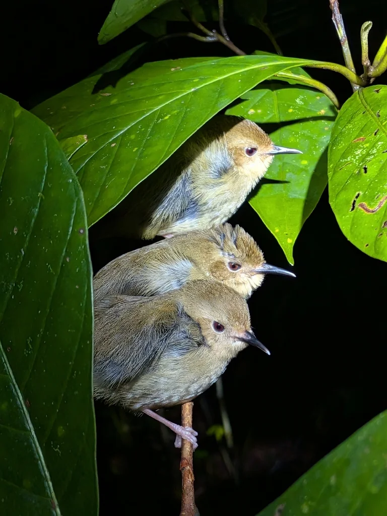 澳洲丝刺莺(Sericornis keri)