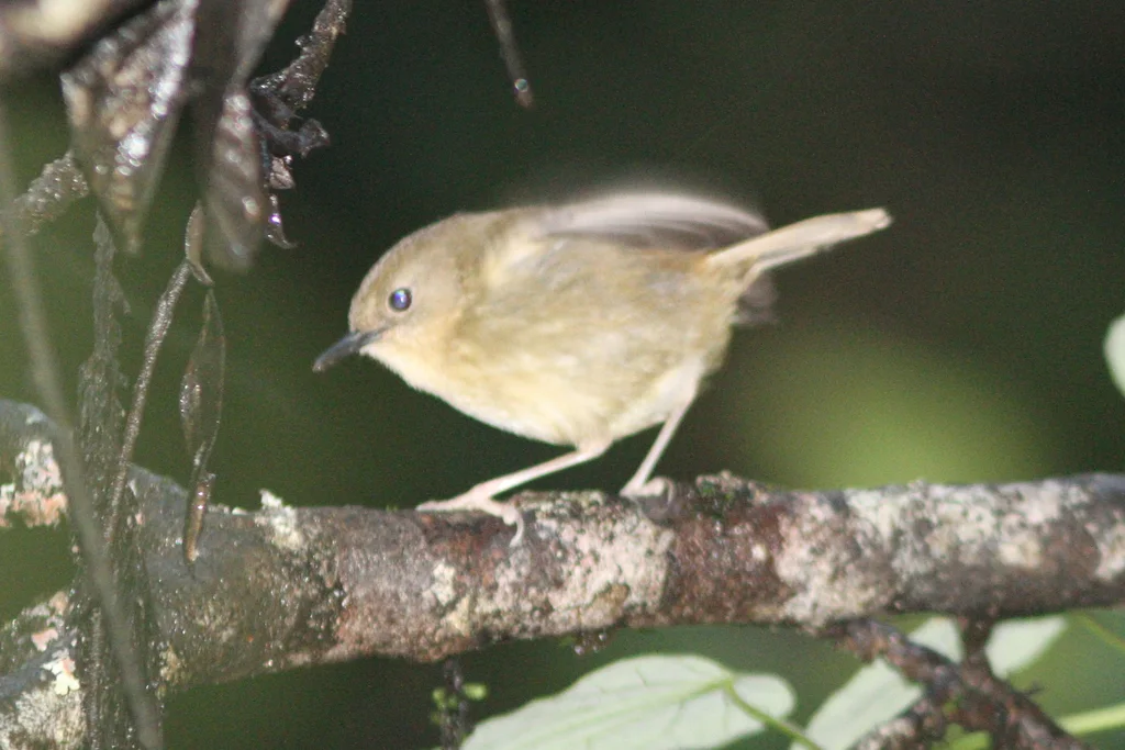 澳洲丝刺莺(Sericornis keri)