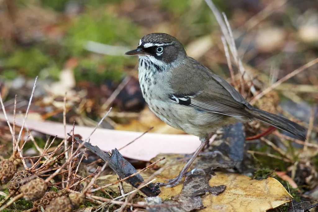 斑丝刺莺（Sericornis maculatus）