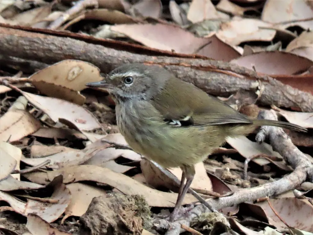 斑丝刺莺（Sericornis maculatus）