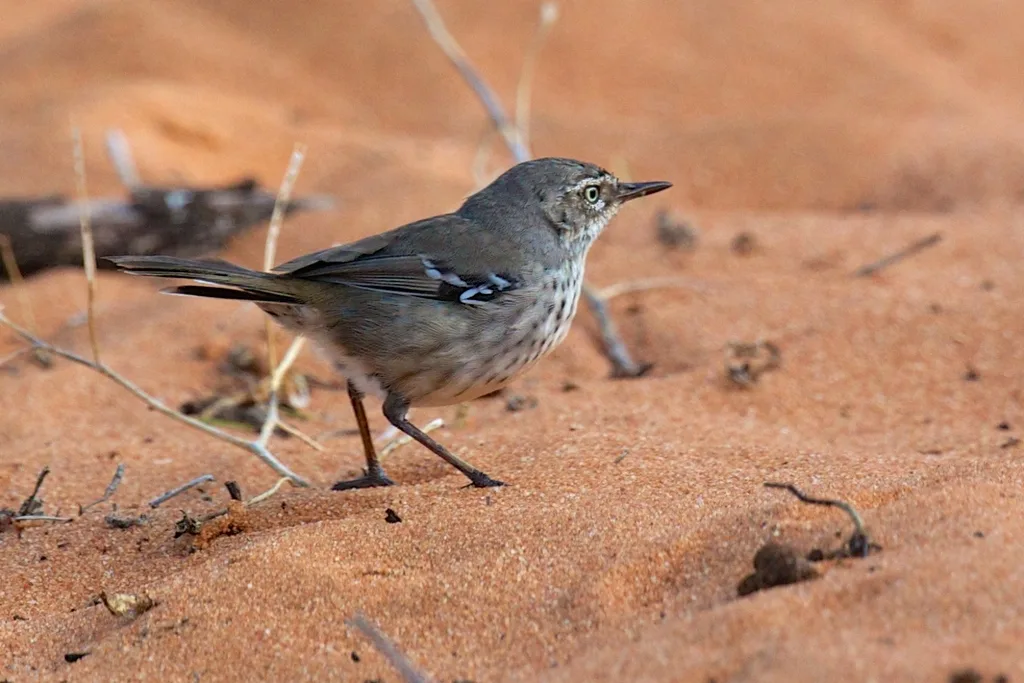 斑丝刺莺（Sericornis maculatus）