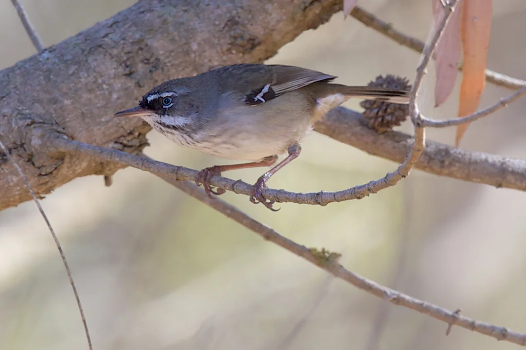 斑丝刺莺（Sericornis maculatus）