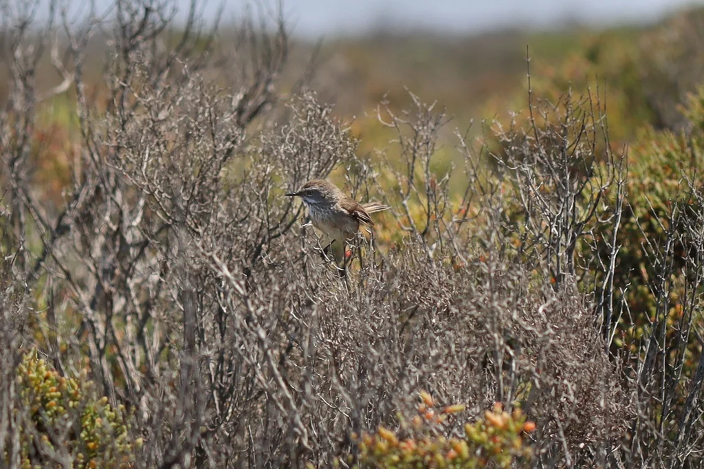 斑丝刺莺（Sericornis maculatus）