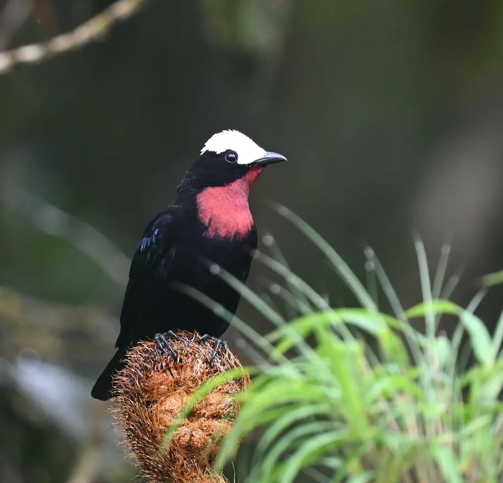 白顶唐纳雀(Sericossypha albocristata)
