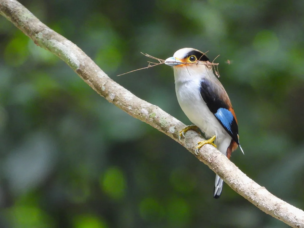 银胸丝冠鸟(Serilophus lunatus)