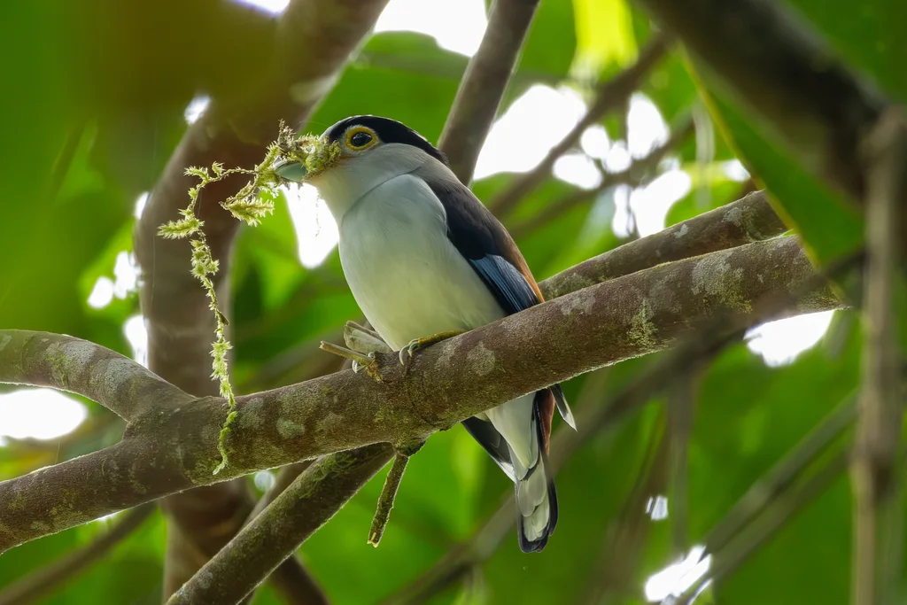 银胸丝冠鸟(Serilophus lunatus)