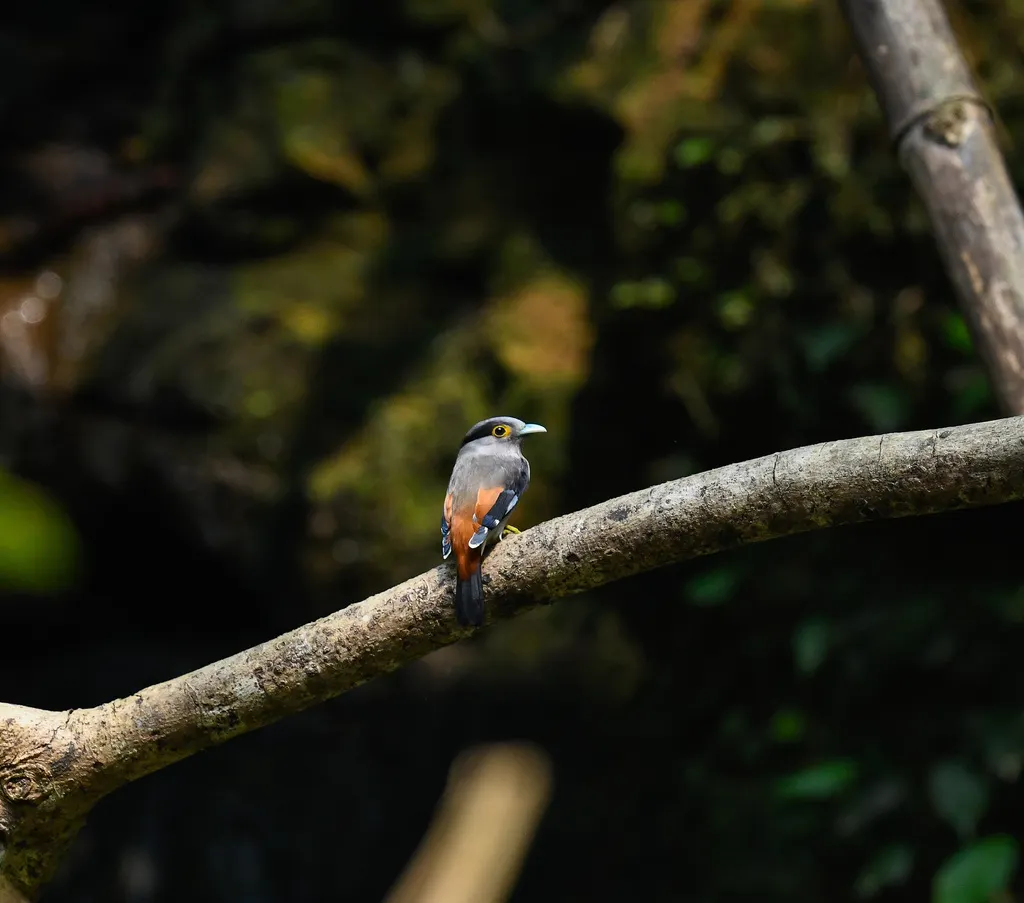 灰眼先丝冠鸟(Serilophus rubropygius)
