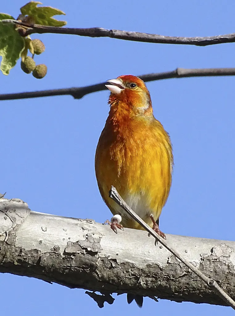 金丝雀(Serinus canaria)