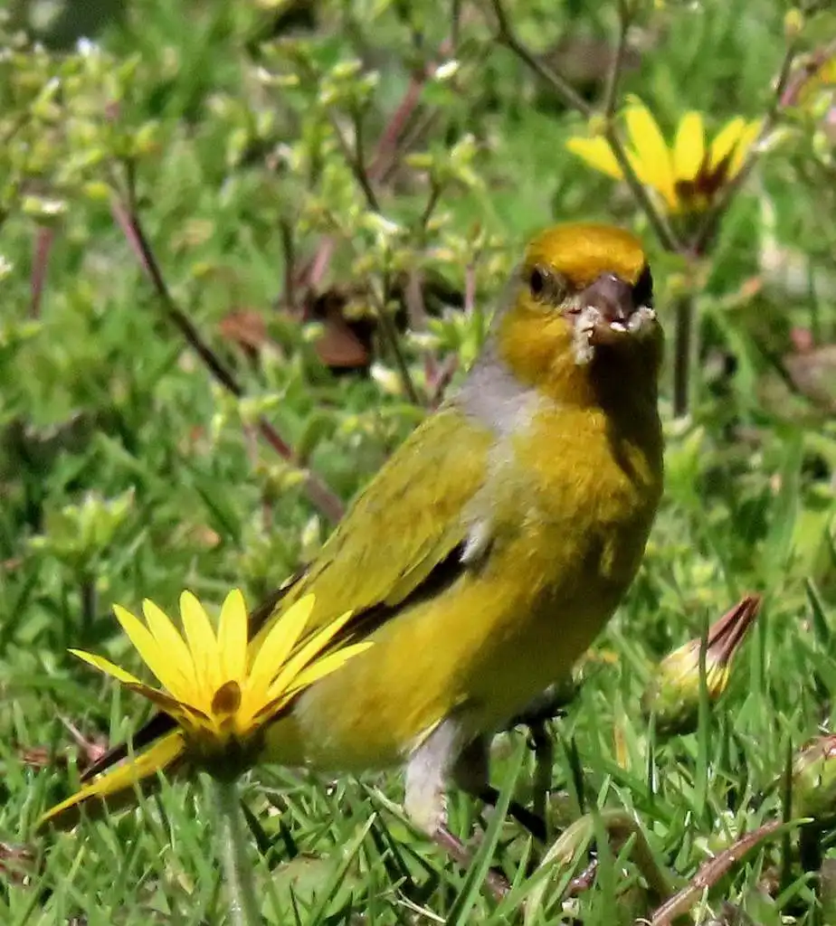 南非丝雀(Serinus canicollis)