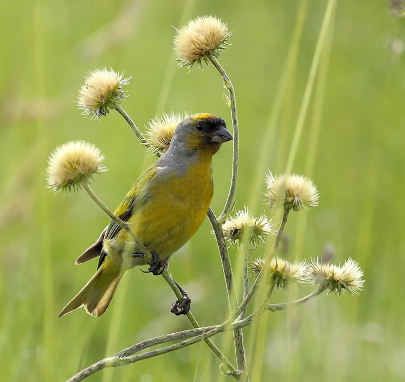 南非丝雀(Serinus canicollis)