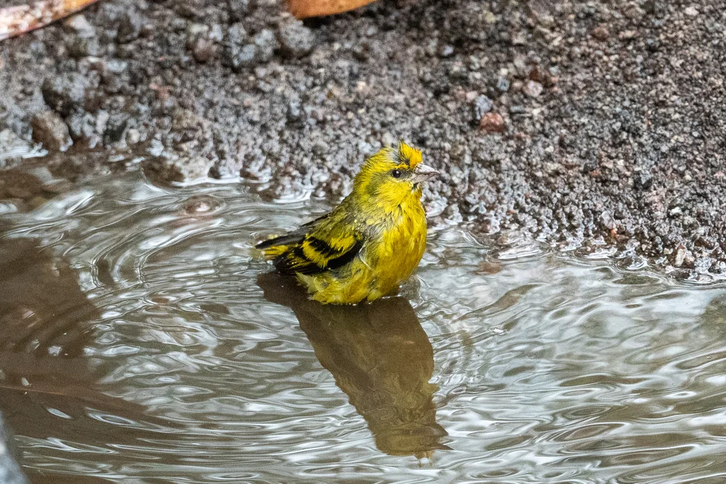 黄顶丝雀（Serinus flavivertex）