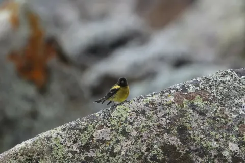 埃塞俄比亚丝雀