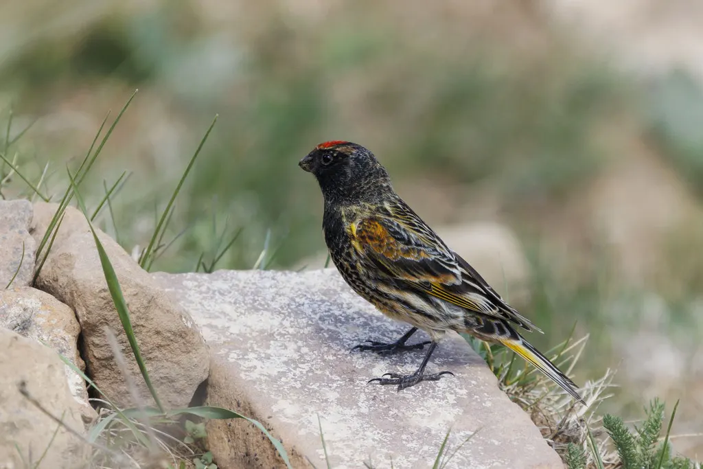 金额丝雀(Serinus pusillus)