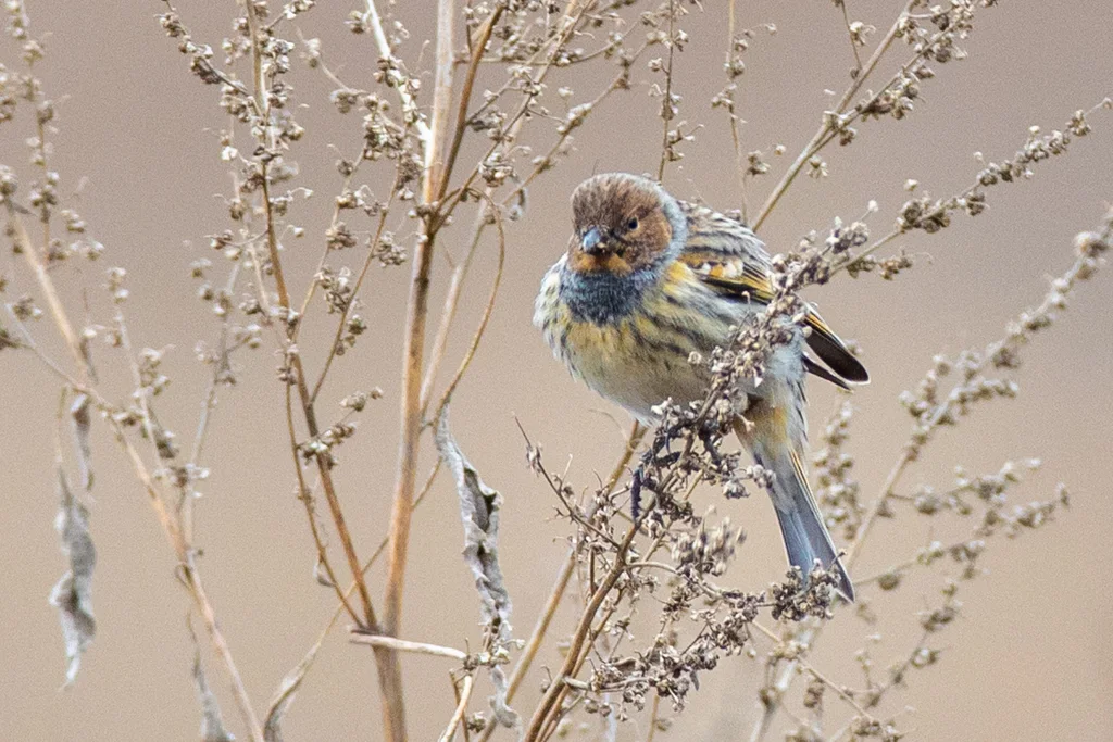 金额丝雀(Serinus pusillus)