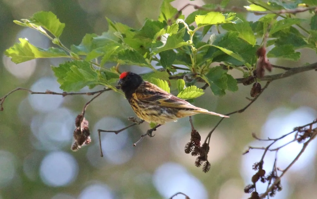 金额丝雀(Serinus pusillus)