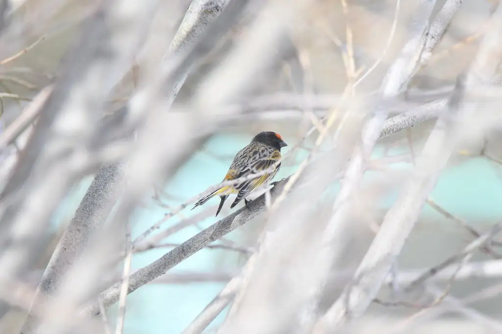 金额丝雀(Serinus pusillus)