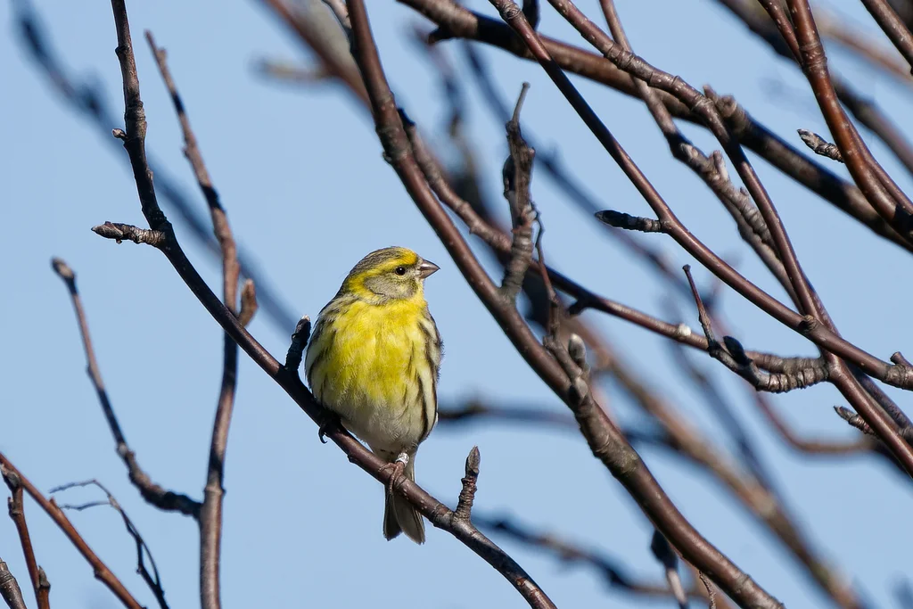 欧洲丝雀(Serinus serinus)