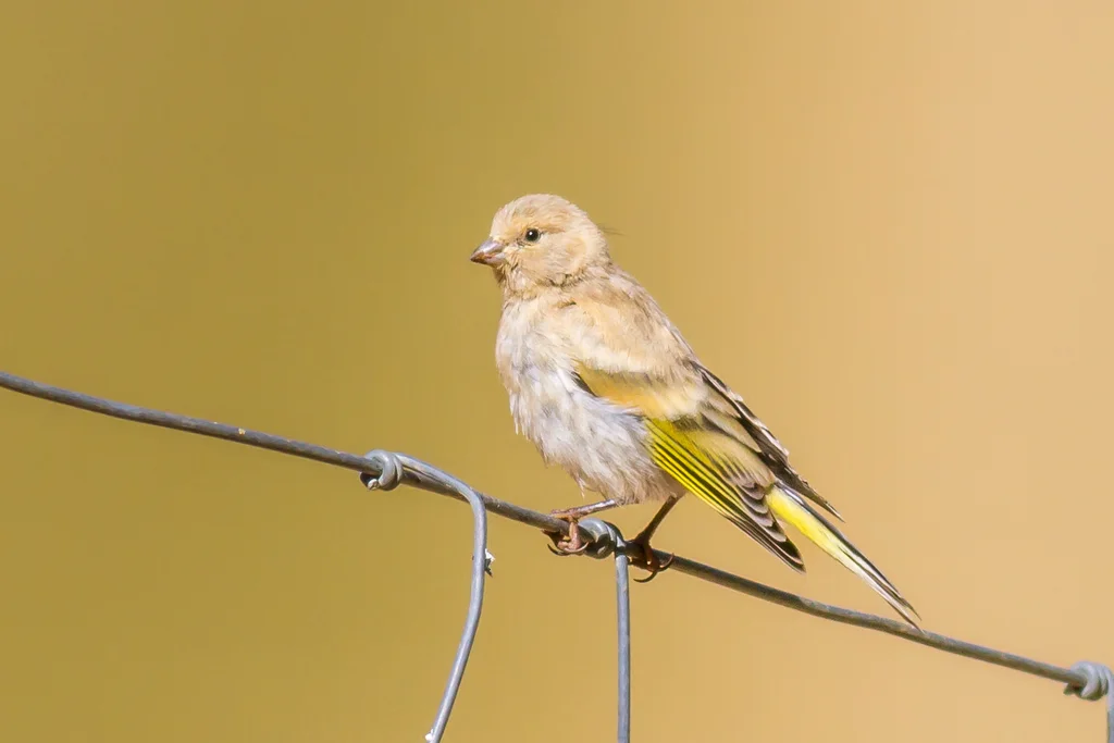 叙利亚丝雀(Serinus syriacus)