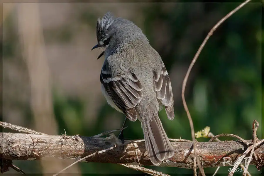 灰冠姬霸鹟(Serpophaga griseicapilla)