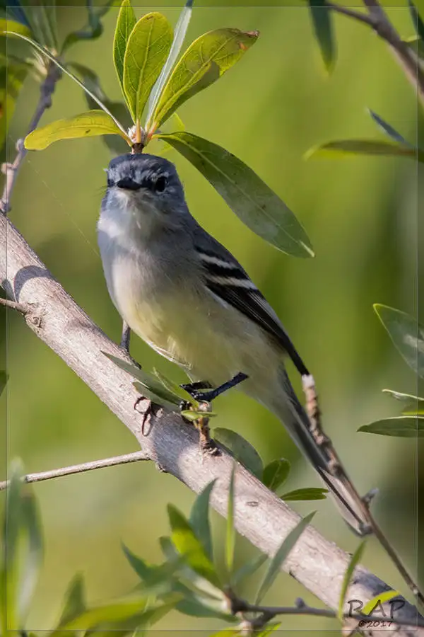 灰冠姬霸鹟(Serpophaga griseicapilla)