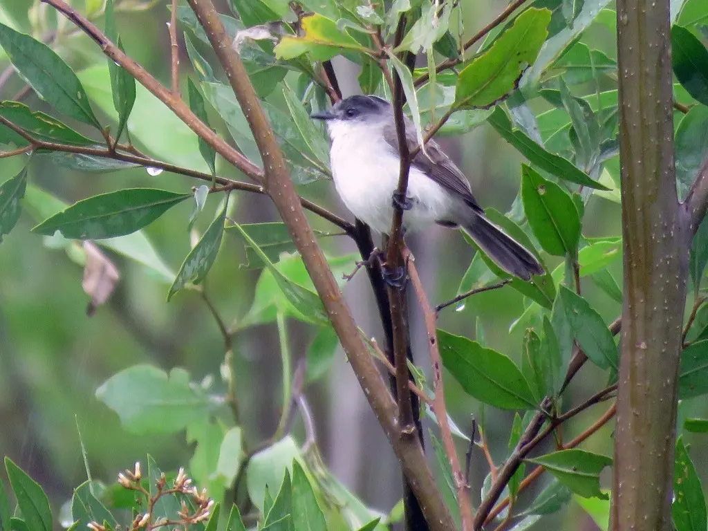 河姬霸鹟(Serpophaga hypoleuca)