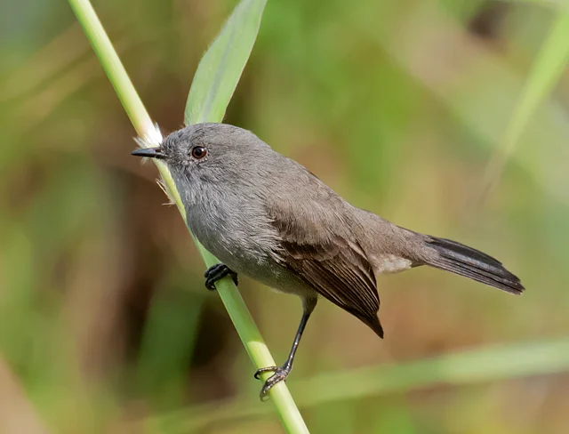 烟姬霸鹟(Serpophaga nigricans)