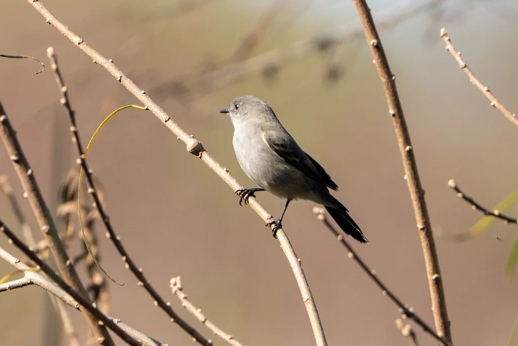 烟姬霸鹟(Serpophaga nigricans)