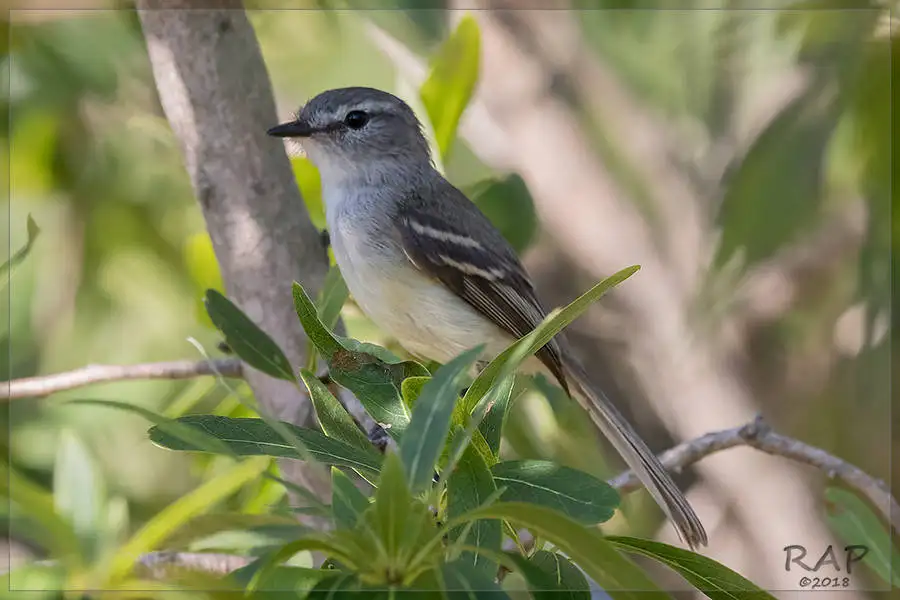 白冠姬霸鹟(Serpophaga subcristata)