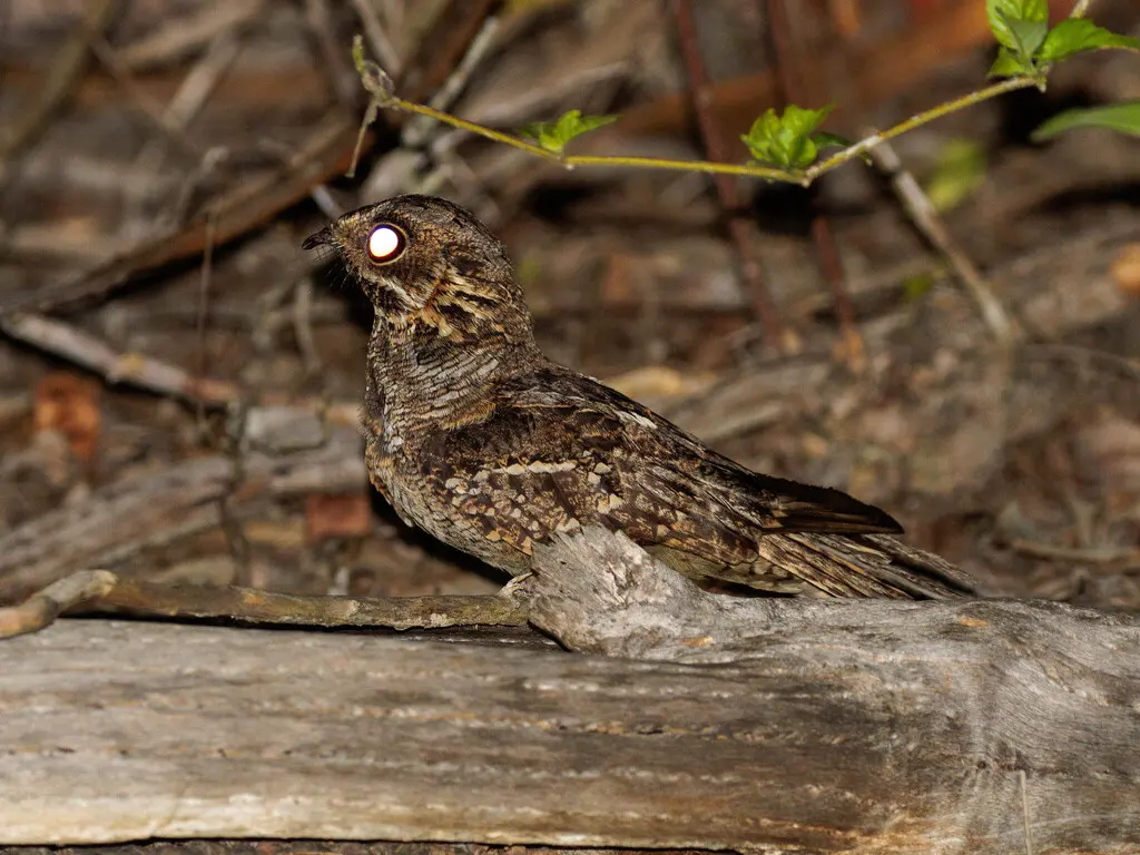 小夜鹰(Setopagis parvula)