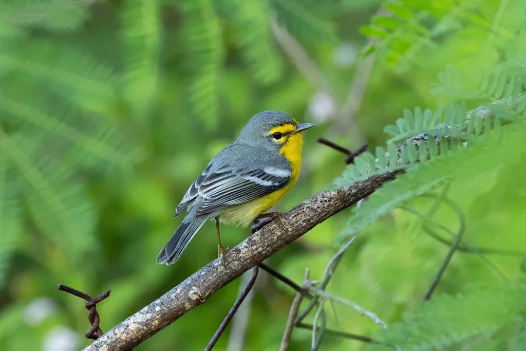 黄腹灰林莺(Setophaga adelaidae)