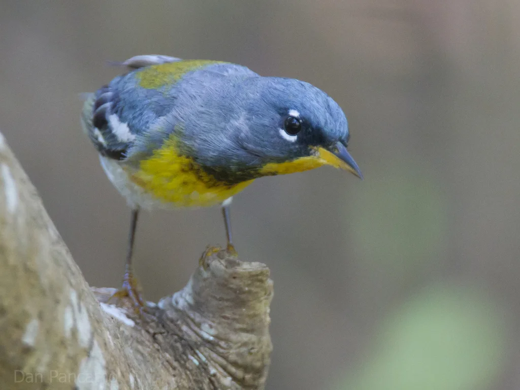 北森莺(Setophaga americana)
