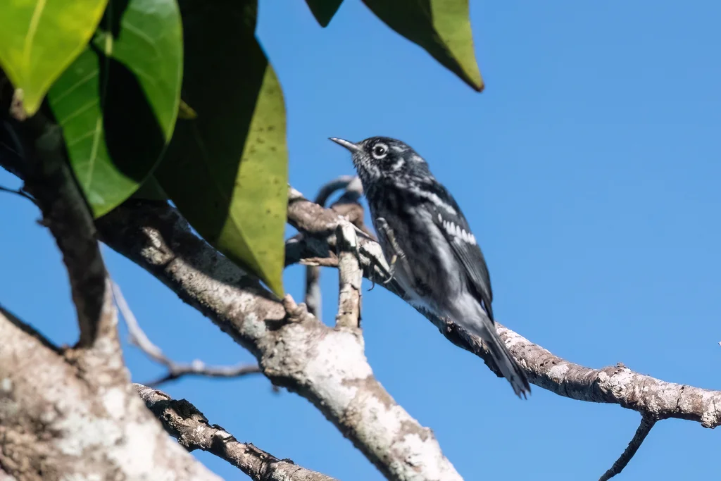 小林莺(Setophaga angelae)