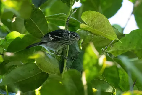 小林莺