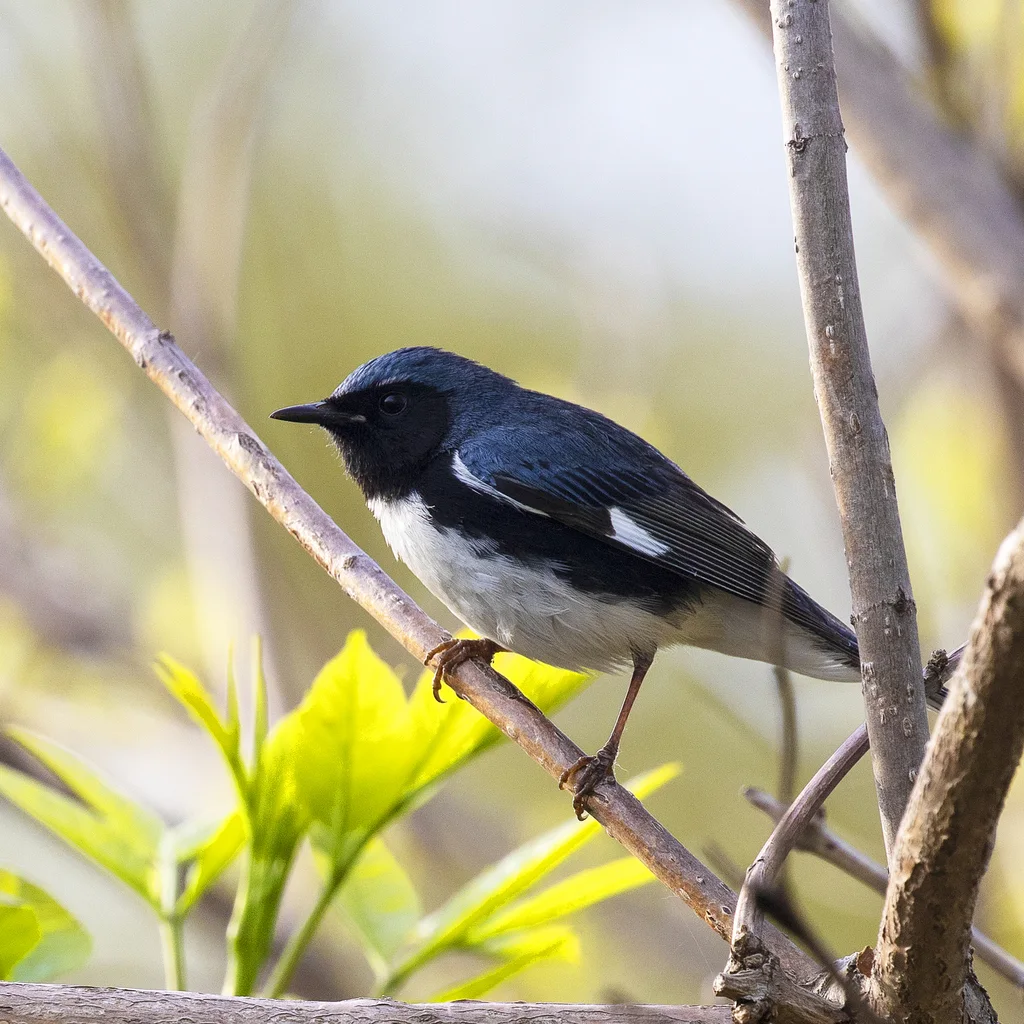 黑喉蓝林莺(Setophaga caerulescens)
