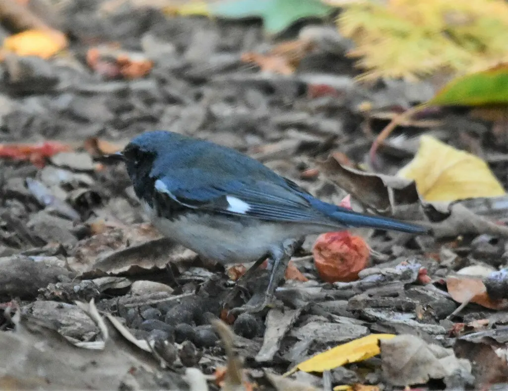 黑喉蓝林莺(Setophaga caerulescens)