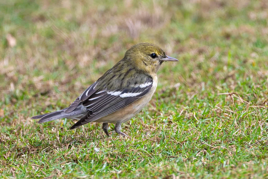 栗胸林莺(Setophaga castanea)