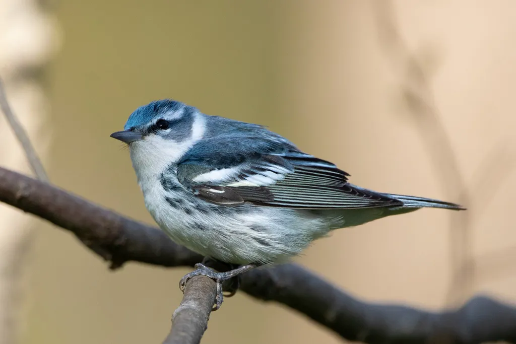 蓝林莺(Setophaga cerulea)