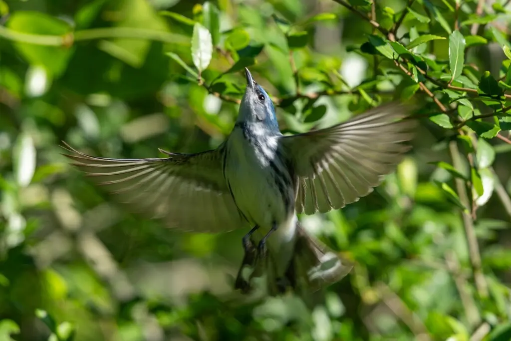 蓝林莺(Setophaga cerulea)