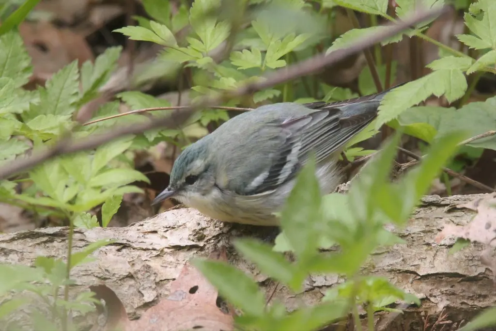 蓝林莺(Setophaga cerulea)