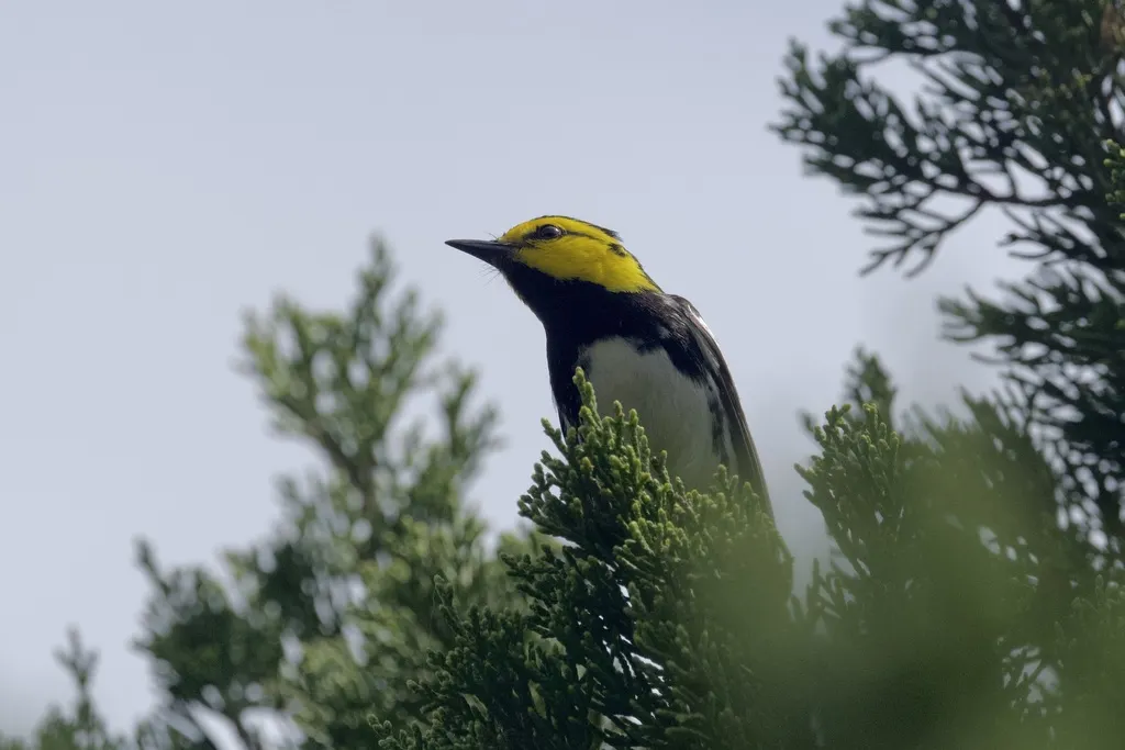 金颊黑背林莺(Setophaga chrysoparia)